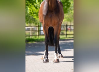 KWPN, Wallach, 6 Jahre, 170 cm