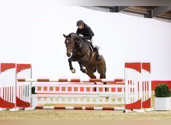 KWPN, Wallach, 6 Jahre, 171 cm, Brauner