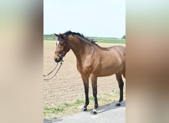 KWPN, Wallach, 6 Jahre, 171 cm, Dunkelbrauner