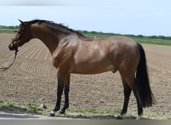 KWPN, Wallach, 6 Jahre, 171 cm, Dunkelbrauner