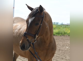 KWPN, Wallach, 6 Jahre, 171 cm, Dunkelbrauner