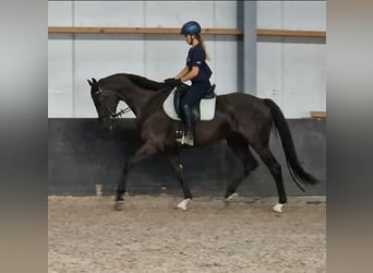 KWPN, Wallach, 6 Jahre, 171 cm, Rappe