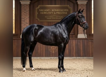 KWPN, Wallach, 6 Jahre, 171 cm, Rappe