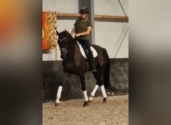 KWPN, Wallach, 6 Jahre, 171 cm, Rappe