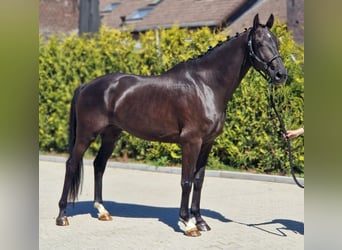 KWPN, Wallach, 6 Jahre, 171 cm, Rappe