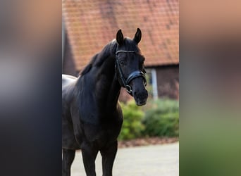 KWPN, Wallach, 6 Jahre, 171 cm, Rappe