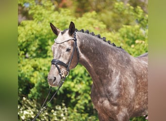 KWPN, Wallach, 6 Jahre, 171 cm, Schimmel
