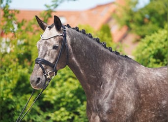 KWPN, Wallach, 6 Jahre, 171 cm, Schimmel