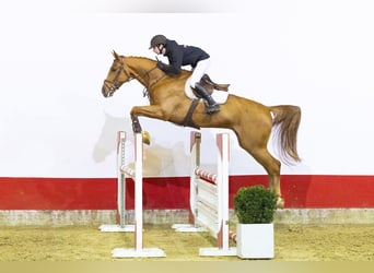 KWPN, Wallach, 6 Jahre, 171 cm