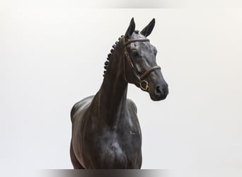 KWPN, Wallach, 6 Jahre, 171 cm