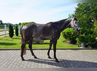 KWPN, Wallach, 6 Jahre, 172 cm, Apfelschimmel