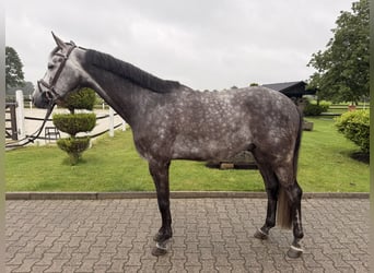 KWPN, Wallach, 6 Jahre, 172 cm, Apfelschimmel