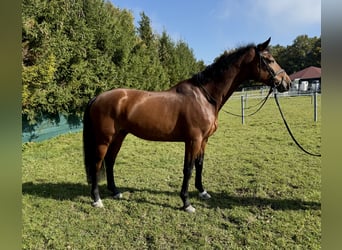 KWPN, Wallach, 6 Jahre, 172 cm, Brauner