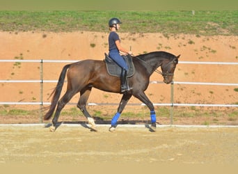 KWPN, Wallach, 6 Jahre, 172 cm, Dunkelbrauner