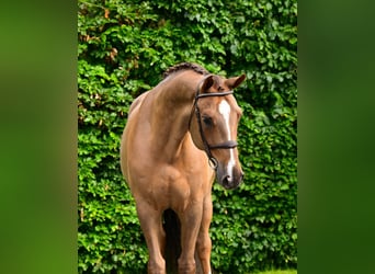 KWPN, Wallach, 6 Jahre, 172 cm, Dunkelfuchs