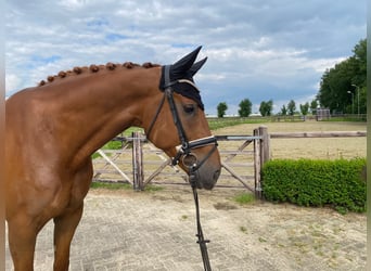 KWPN, Wallach, 6 Jahre, 172 cm, Fuchs