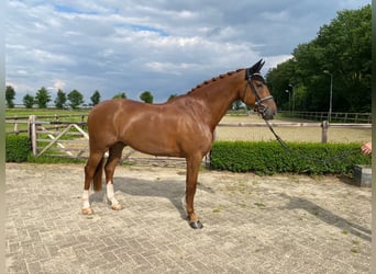 KWPN, Wallach, 6 Jahre, 172 cm, Fuchs