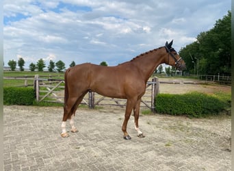 KWPN, Wallach, 6 Jahre, 172 cm, Fuchs