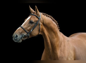KWPN, Wallach, 6 Jahre, 172 cm, Fuchs