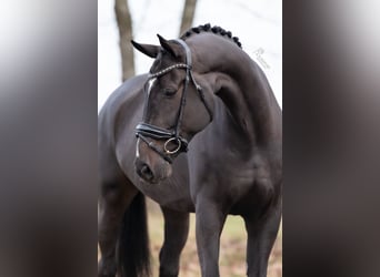 KWPN, Wallach, 6 Jahre, 172 cm, Rappe