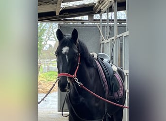 KWPN, Wallach, 6 Jahre, 172 cm, Rappe