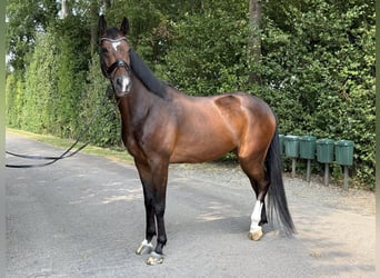 KWPN, Wallach, 6 Jahre, 172 cm, Rotbrauner