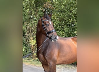 KWPN, Wallach, 6 Jahre, 172 cm, Rotbrauner