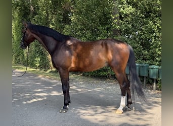 KWPN, Wallach, 6 Jahre, 172 cm, Rotbrauner