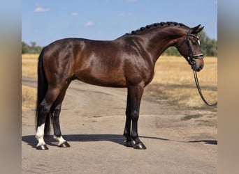 KWPN, Wallach, 6 Jahre, 172 cm, Rotbrauner