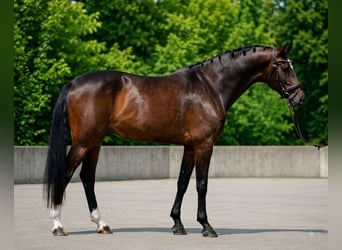 KWPN, Wallach, 6 Jahre, 172 cm, Rotbrauner