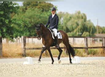 KWPN, Wallach, 6 Jahre, 172 cm, Schwarzbrauner
