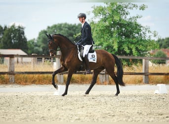 KWPN, Wallach, 6 Jahre, 172 cm, Schwarzbrauner