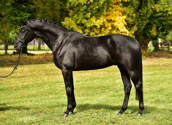 KWPN, Wallach, 6 Jahre, 172 cm, Schwarzbrauner