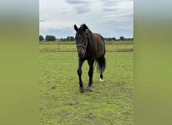 KWPN, Wallach, 6 Jahre, 172 cm, Schwarzbrauner