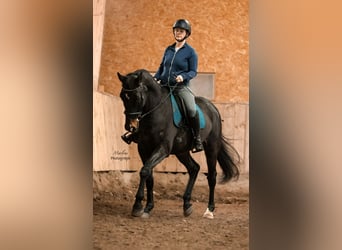 KWPN, Wallach, 6 Jahre, 172 cm, Schwarzbrauner