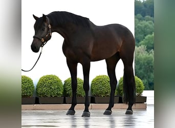KWPN, Wallach, 6 Jahre, 173 cm, Dunkelbrauner