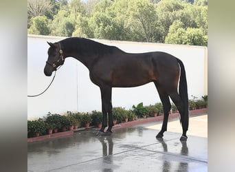 KWPN, Wallach, 6 Jahre, 173 cm, Dunkelbrauner