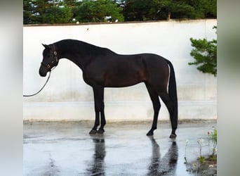 KWPN, Wallach, 6 Jahre, 173 cm, Dunkelbrauner