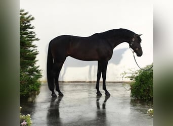 KWPN, Wallach, 6 Jahre, 173 cm, Dunkelbrauner