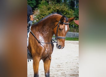 KWPN, Wallach, 6 Jahre, 173 cm, Dunkelbrauner