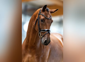 KWPN, Wallach, 6 Jahre, 173 cm, Rotbrauner
