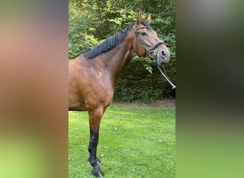 KWPN, Wallach, 6 Jahre, 174 cm, Brauner