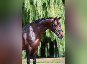 KWPN, Wallach, 6 Jahre, 174 cm, Dunkelbrauner
