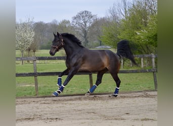 KWPN, Wallach, 6 Jahre, 174 cm, Dunkelbrauner
