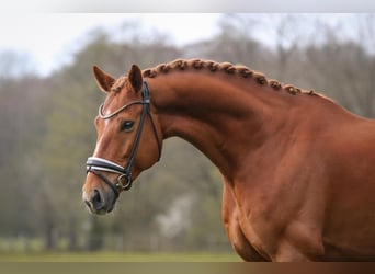 KWPN, Wallach, 6 Jahre, 174 cm, Fuchs