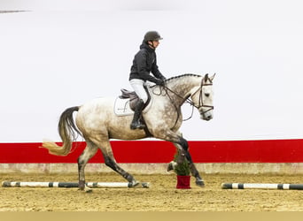 KWPN, Wallach, 6 Jahre, 174 cm, Schimmel