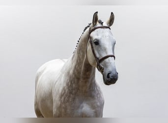 KWPN, Wallach, 6 Jahre, 174 cm, Schimmel