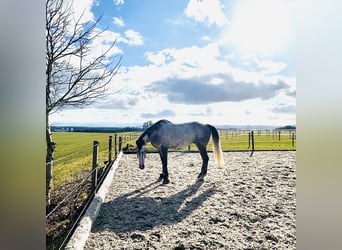 KWPN, Wallach, 6 Jahre, 175 cm, Apfelschimmel