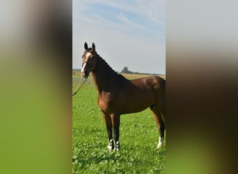 KWPN, Wallach, 6 Jahre, 175 cm, Brauner