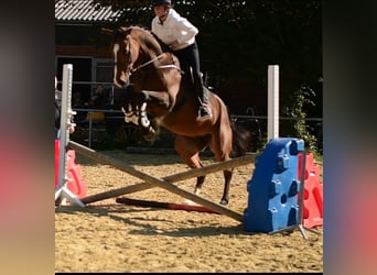 KWPN, Wallach, 6 Jahre, 175 cm, Brauner